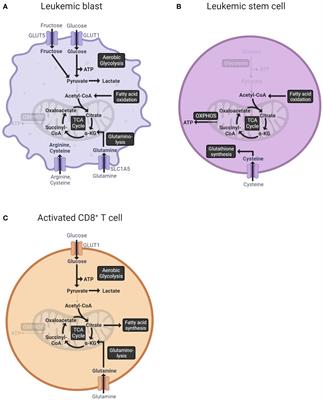 Metabolic instruction of the graft-versus-leukemia immunity